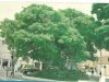 Paineira no centro de Mauá 1991