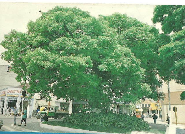 Paineira no centro de Mauá 1991