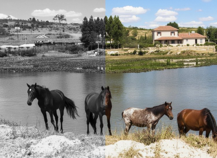 Colorindo o passado: os melhores sites e ferramentas para dar nova vida às fotos antigas