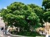 A Paineira do Centro de Mauá: um símbolo que atravessa gerações