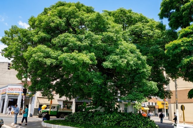 A Paineira do Centro de Mauá: um símbolo que atravessa gerações