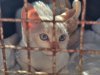 Projeto “Tigela Cheia” reúne adoção de animais e troca de recicláveis por ração neste sábado em...