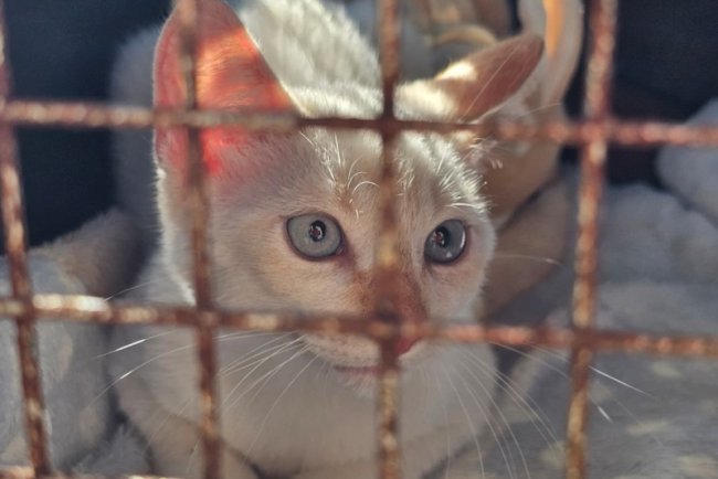 Projeto “Tigela Cheia” reúne adoção de animais e troca de recicláveis por ração neste sábado em...