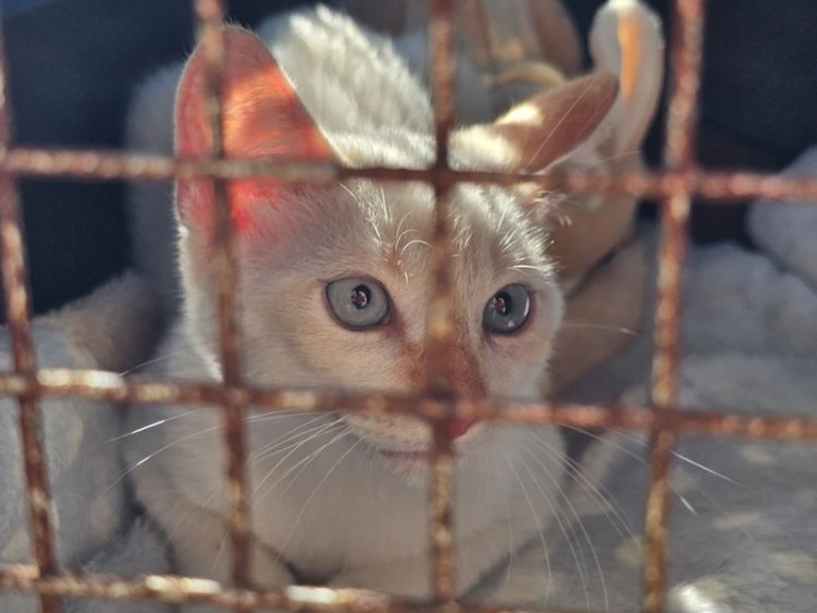 Projeto “Tigela Cheia” reúne adoção de animais e troca de recicláveis por ração neste sábado em...