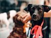 Saiba como funciona o transporte de animais nos trens de SP