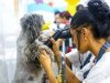 Ribeirão Pires abre inscrições para curso gratuito de Banho e Tosa
