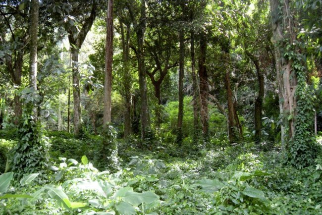 Concurso da Fundação Florestal com quase 11 mil inscritos avança para nova etapa
