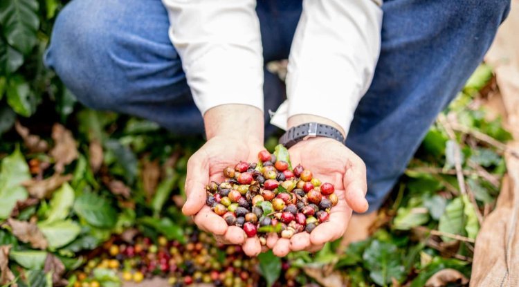 Café que conta história: 10 curiosidades sobre a produção paulista