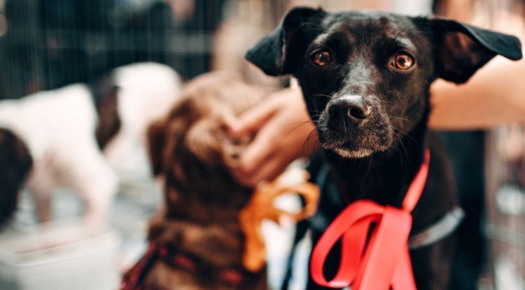 Saiba como funciona o transporte de animais nos trens de SP