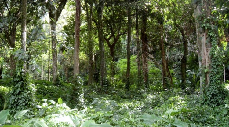 Concurso da Fundação Florestal com quase 11 mil inscritos avança para nova etapa
