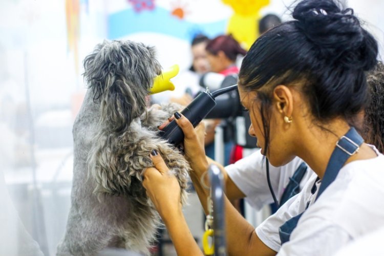 Ribeirão Pires abre inscrições para curso gratuito de Banho e Tosa